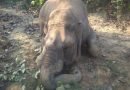 गणेशपुर जंगल में मिला हाथी का शव, आपसी संघर्ष में मौत की संभावना